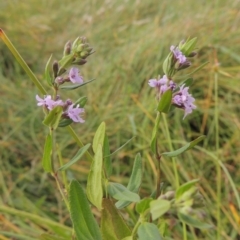 Mentha diemenica at Conder, ACT - 5 Feb 2018 07:33 PM