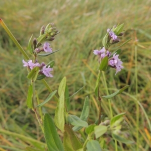 Mentha diemenica at Conder, ACT - 5 Feb 2018