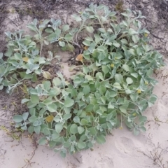 Arctotheca populifolia (Beach Daisy) at Pambula Beach, NSW - 21 Feb 2018 by DeanAnsell