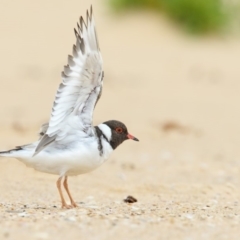 Charadrius rubricollis (Hooded Plover) at Bournda, NSW - 21 Feb 2018 by Leo