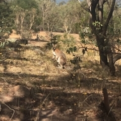 Notamacropus rufogriseus (Red-necked Wallaby) at Chifley, ACT - 20 Feb 2018 by George