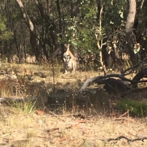 Notamacropus rufogriseus at Chifley, ACT - 21 Feb 2018 09:52 AM