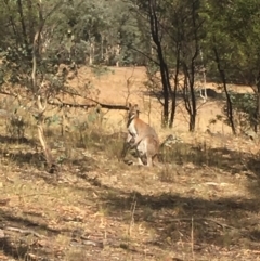 Notamacropus rufogriseus at Chifley, ACT - 21 Feb 2018