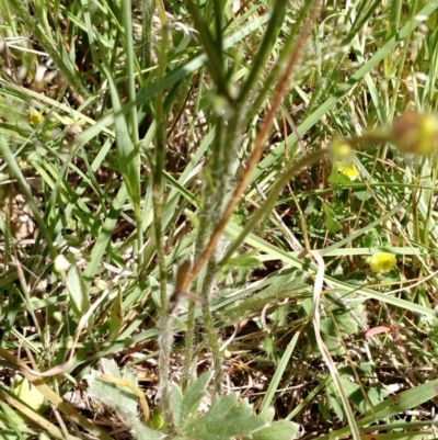 Ranunculus lappaceus (Australian Buttercup) at Hall, ACT - 31 Oct 2017 by EmmaCook