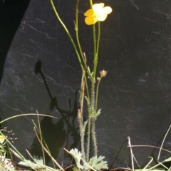 Ranunculus lappaceus at Hall, ACT - 31 Oct 2017