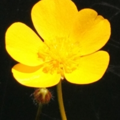 Ranunculus lappaceus at Hall, ACT - 31 Oct 2017 12:09 PM