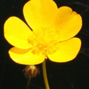 Ranunculus lappaceus at Hall, ACT - 31 Oct 2017