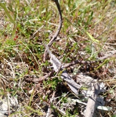 Coryphistes ruricola (Bark-mimicking Grasshopper) at Mount Taylor - 2 Nov 2017 by EmmaCook