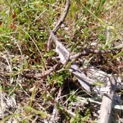 Coryphistes ruricola at Kambah, ACT - 2 Nov 2017