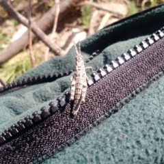 Coryphistes ruricola (Bark-mimicking Grasshopper) at Kambah, ACT - 2 Nov 2017 by EmmaCook