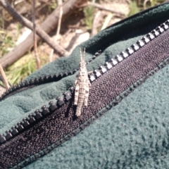 Coryphistes ruricola at Kambah, ACT - 2 Nov 2017 11:38 AM