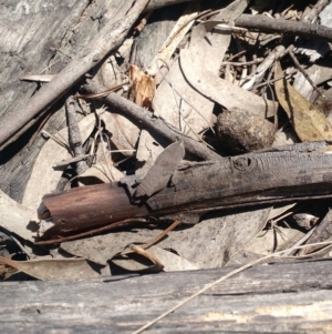 Goniaea sp. (genus) at Kambah, ACT - 2 Nov 2017