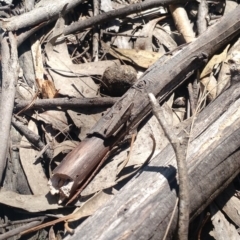 Goniaea sp. (genus) at Kambah, ACT - 2 Nov 2017