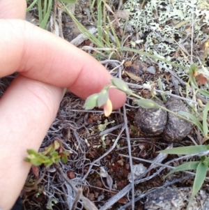 Zornia dyctiocarpa var. dyctiocarpa at Majura, ACT - 8 Nov 2017 02:37 PM