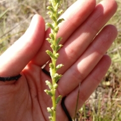 Microtis unifolia (Common Onion Orchid) at Dunlop, ACT - 9 Nov 2017 by EmmaCook