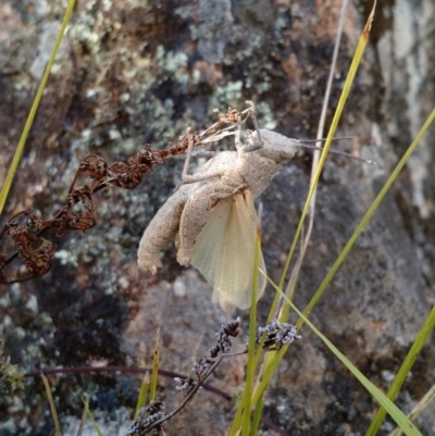 Goniaea sp. (genus) (A gumleaf grasshopper) at The Pinnacle - 9 Nov 2017 by EmmaCook