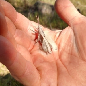 Goniaea sp. (genus) at Dunlop, ACT - 9 Nov 2017