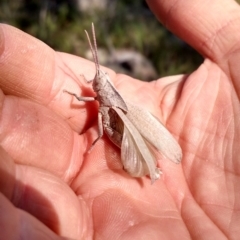 Goniaea sp. (genus) at Dunlop, ACT - 9 Nov 2017