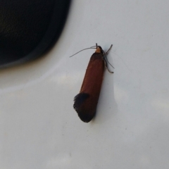 Delexocha ochrocausta (Chezala Group) at Hall, ACT - 1 Nov 2017 by EmmaCook