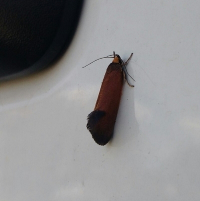 Delexocha ochrocausta (Chezala Group) at Hall, ACT - 1 Nov 2017 by EmmaCook