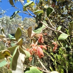 Grevillea oxyantha subsp. oxyantha (Kybean Grevillea) at Cotter River, ACT - 18 Jan 2018 by EmmaCook