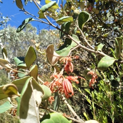 Grevillea oxyantha subsp. oxyantha (Kybean Grevillea) at Cotter River, ACT - 17 Jan 2018 by EmmaCook