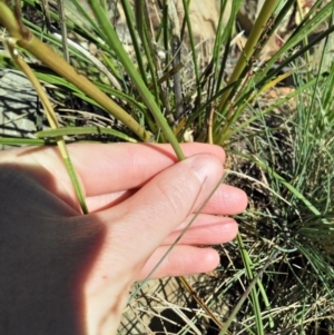 Aciphylla simplicifolia at Bimberi, ACT - 18 Jan 2018