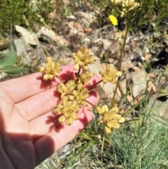 Aciphylla simplicifolia at Bimberi, ACT - 18 Jan 2018