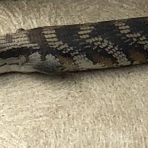 Tiliqua scincoides scincoides at Forde, ACT - 22 Feb 2018