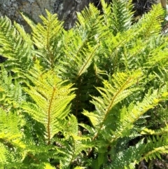 Polystichum proliferum at Cotter River, ACT - 18 Jan 2018 01:02 PM