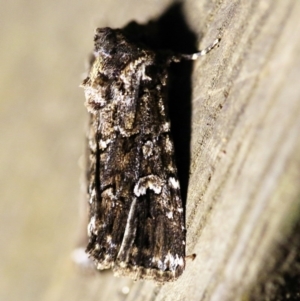 Ectopatria horologa at O'Connor, ACT - 21 Feb 2018 09:15 PM