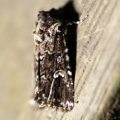 Ectopatria horologa (Nodding Saltbush Moth) at O'Connor, ACT - 21 Feb 2018 by ibaird