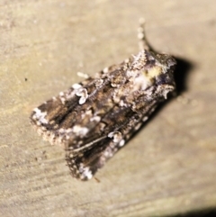 Ectopatria horologa at O'Connor, ACT - 21 Feb 2018 09:15 PM