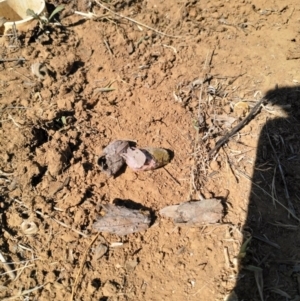 Lepidoptera unclassified ADULT moth at Pialligo, ACT - 8 Feb 2018 10:41 AM