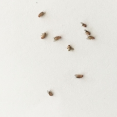 Drosophilidae (family) (Vinegar fly) at Hughes, ACT - 21 Feb 2018 by ruthkerruish