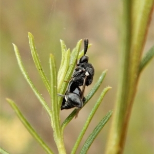 Chalcididae (family) at Belconnen, ACT - 22 Feb 2018 09:01 AM