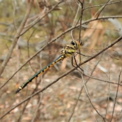 Hemicordulia tau (Tau Emerald) at Aranda, ACT - 22 Feb 2018 by CathB