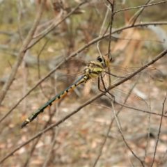 Hemicordulia tau (Tau Emerald) at Aranda, ACT - 21 Feb 2018 by CathB