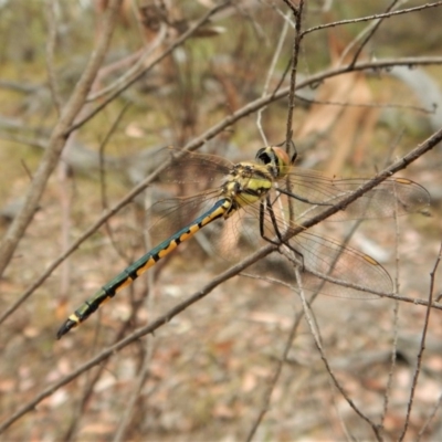 Hemicordulia tau (Tau Emerald) at Aranda, ACT - 22 Feb 2018 by CathB