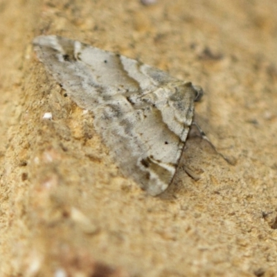 Syneora hemeropa (Ring-tipped Bark Moth) at Higgins, ACT - 15 Feb 2018 by Alison Milton