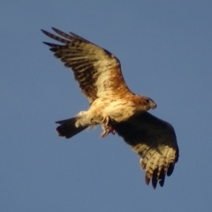 Hieraaetus morphnoides (Little Eagle) at Red Hill, ACT - 22 Feb 2018 by roymcd