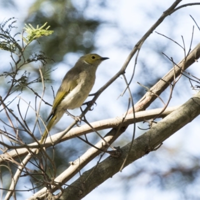 Ptilotula penicillata (White-plumed Honeyeater) at Fyshwick, ACT - 14 Feb 2018 by Alison Milton