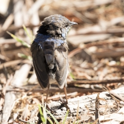 Malurus cyaneus (Superb Fairywren) at Fyshwick, ACT - 15 Feb 2018 by AlisonMilton