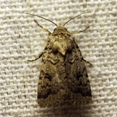 Proteuxoa capularis (Half-moon Noctuid) at O'Connor, ACT - 18 Feb 2018 by ibaird