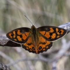 Heteronympha penelope (Shouldered Brown) at Mount Clear, ACT - 10 Feb 2018 by HarveyPerkins