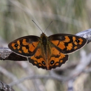 Heteronympha penelope at Mount Clear, ACT - 10 Feb 2018