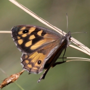 Geitoneura klugii at Mount Clear, ACT - 10 Feb 2018 10:56 AM