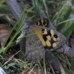 Geitoneura klugii at Mount Clear, ACT - 10 Feb 2018