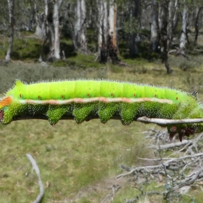 Opodiphthera helena (Helena Gum Moth) at Mount Clear, ACT - 10 Feb 2018 by HarveyPerkins