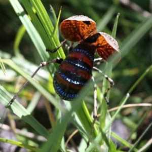 Acripeza reticulata at Mount Clear, ACT - 10 Feb 2018